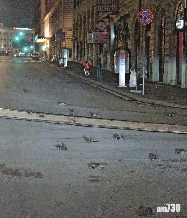  【如末日凶兆】羅馬街頭現上百死鳥  疑被元旦煙花嚇死 (有片)