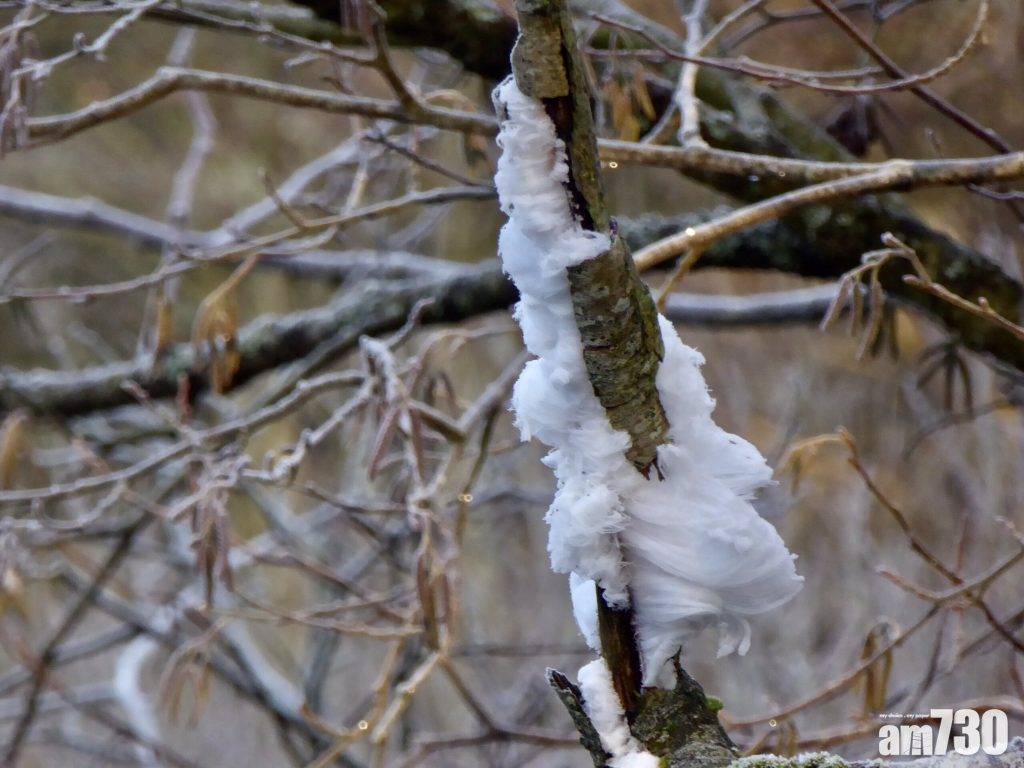  【冬日奇景】枯木上結出「棉花糖」？