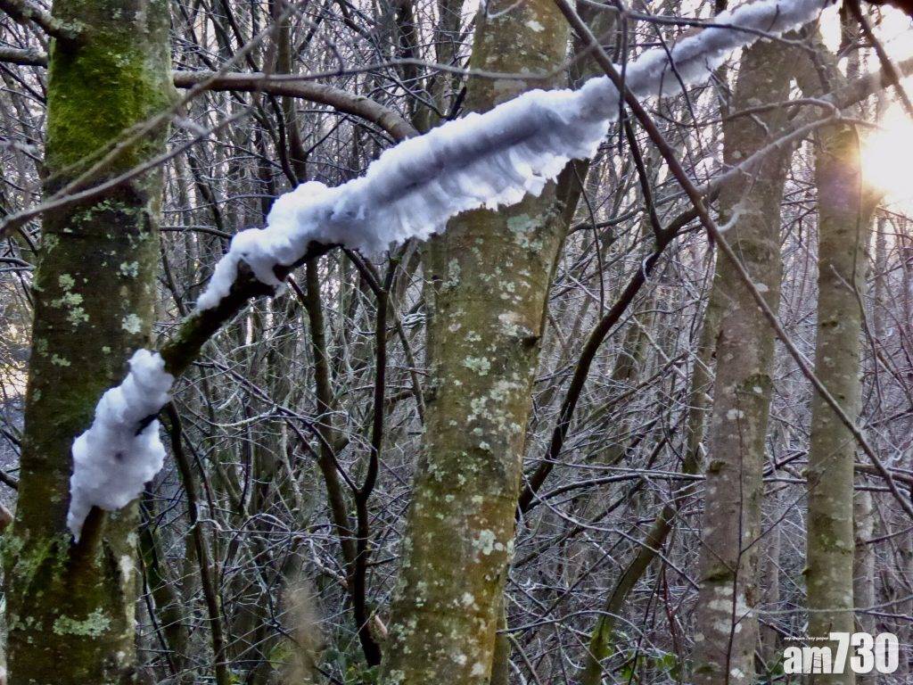  【冬日奇景】枯木上結出「棉花糖」？