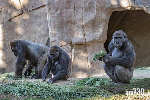  【新冠肺炎】美國動物園大猩猩確診  全球首宗靈長類動物染新冠病毒