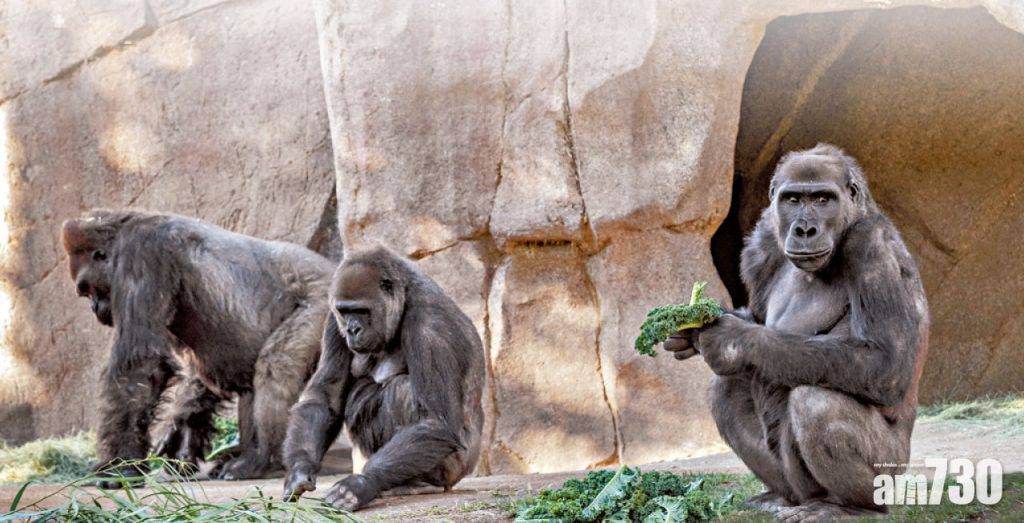  全球首宗 靈長類動物首染疫 美動物園大猩猩確診