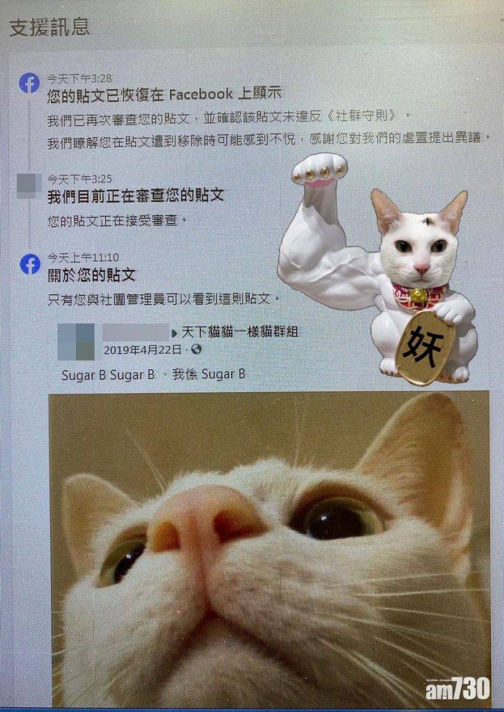  【社交平台】FB指貓主子相片「性誘惑」　網民批：愈嚟愈膠