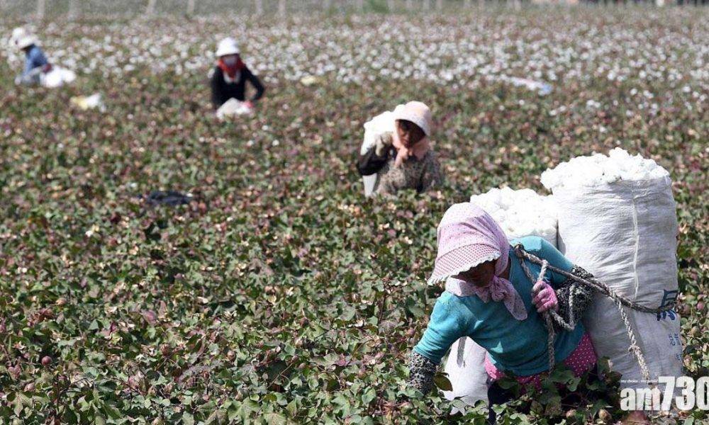  美國即日起禁進口新疆棉花及蕃茄產品