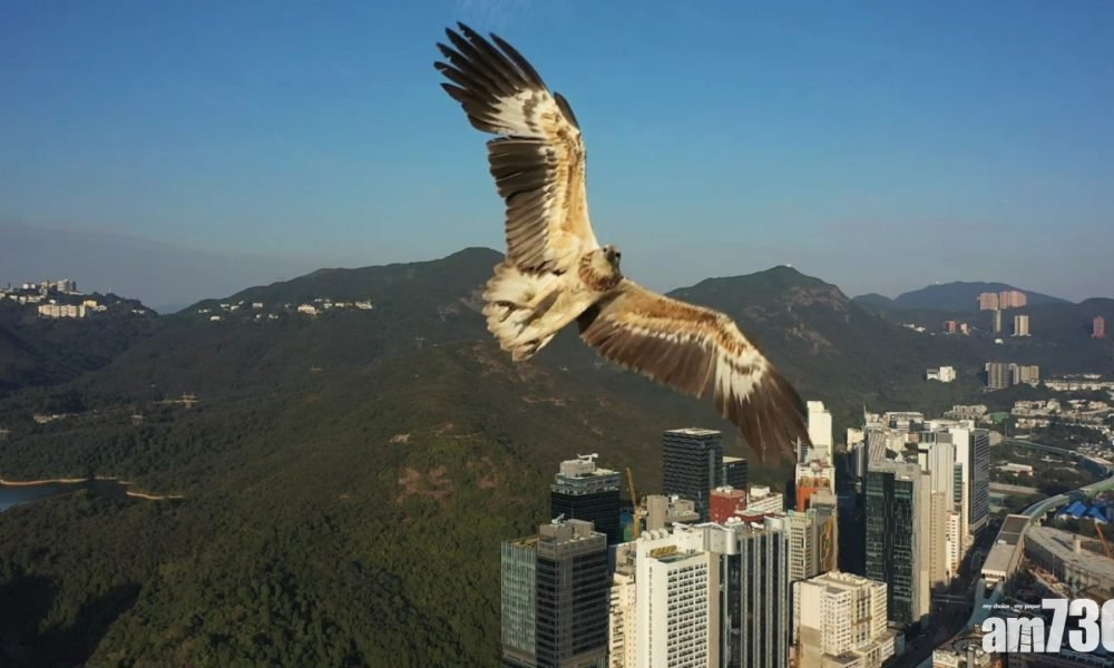 【有片】【網上熱話】海鵰空中險撞航拍　網民：可能以為有獵物