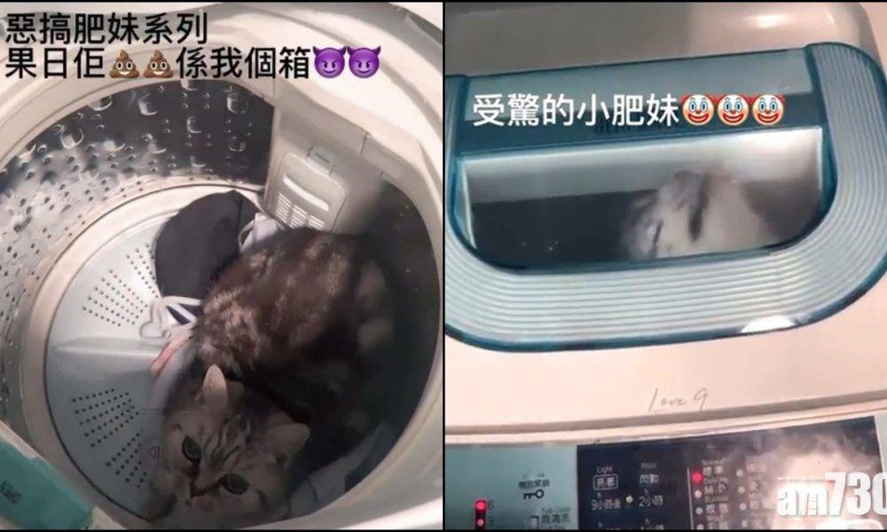  網上熱話｜港女疑虐畜 放貓入洗衣機轉足10秒 (有片)