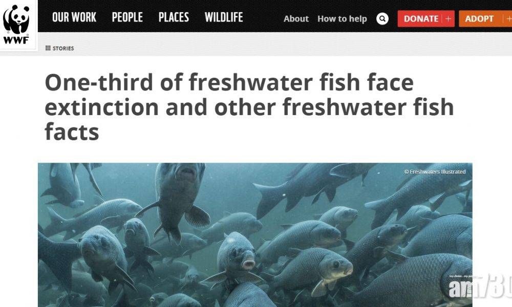  河川污染人為濫捕 去年有16種淡水魚滅絕