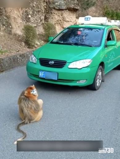  金絲猴包圍的士索食物 司機：有點興奮