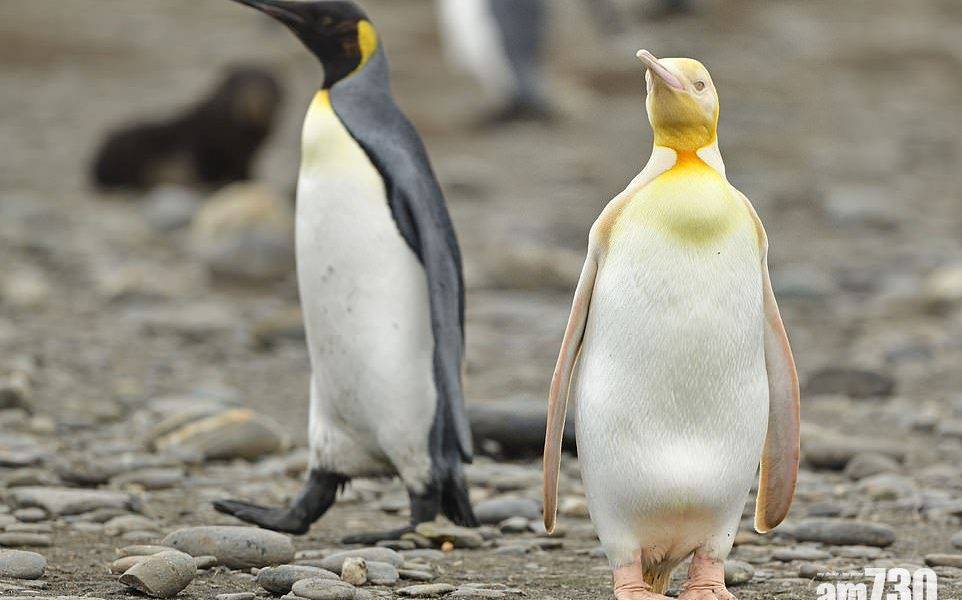  萬中無一｜南極首發現金黃色企鵝　專家解釋是這個原因