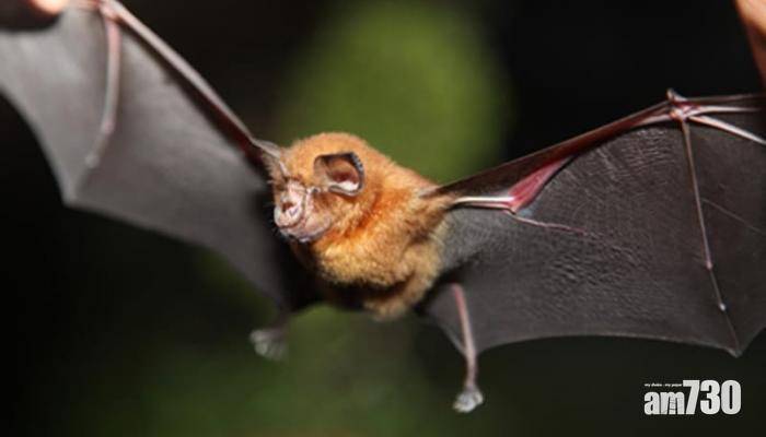  新冠肺炎｜研究：泰國有蝙蝠體內存在相關冠狀病毒