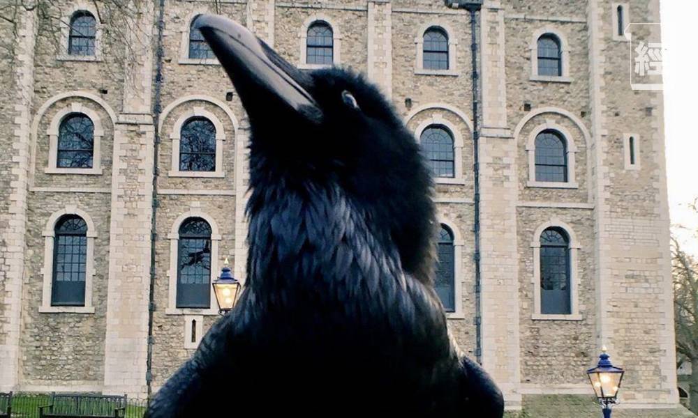 英國倫敦塔渡鴉失蹤 相傳無渡鴉鎮守會影響英國興亡