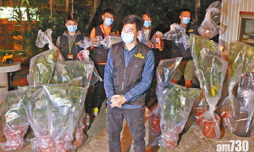  西貢村屋變大麻種植場 檢13棵 吳耀漢女疑涉案