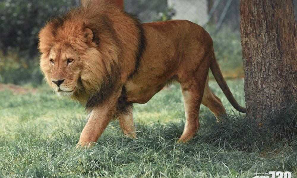  無常慘劇｜下車追蹤獵豹蹤影 南非野生動物園嚮導隨即被2獅子撲殺