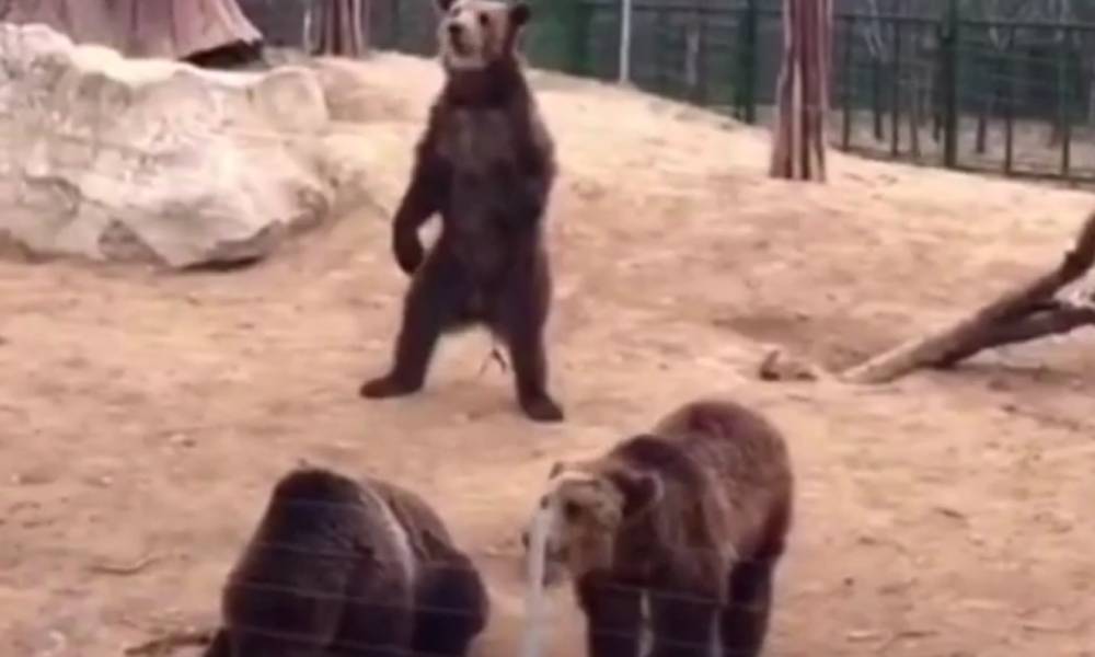 動物園黑熊見遊客秒站立揮手 網民：人扮的？
