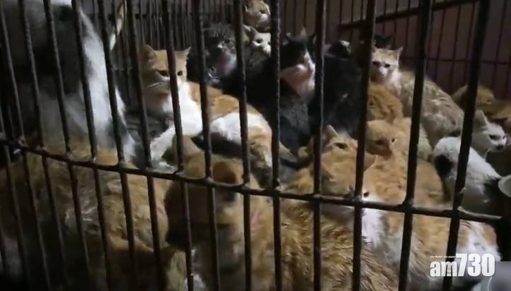 大量貓隻疑被盜至江門宰賣 貓販：貓不是吃用來幹甚麼？