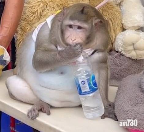  愛你等於害傷｜途人常餵食 泰國猴子嚴重癡肥肚腩墜地
