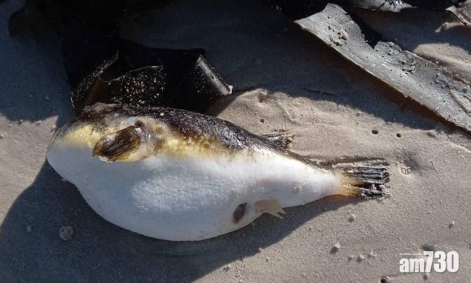  集體擱淺｜海灘現數百雞泡魚屍 有狗食了中毒死亡