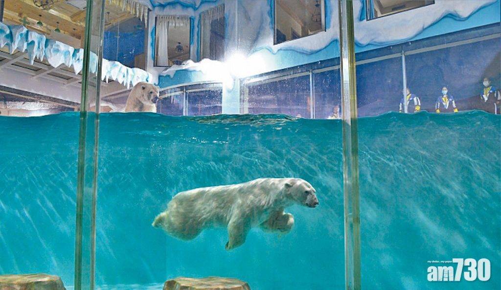  「北極熊24小時陪伴左右」作賣點 全球首家哈爾濱北極熊酒店開幕