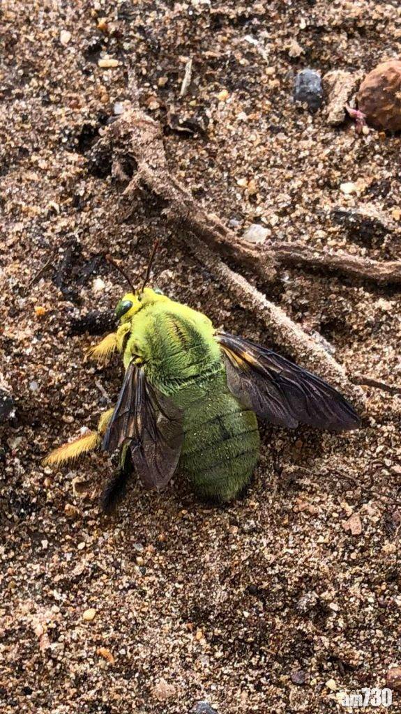  澳洲樹林現罕見綠色蜜蜂 網民：胖胖的好可愛