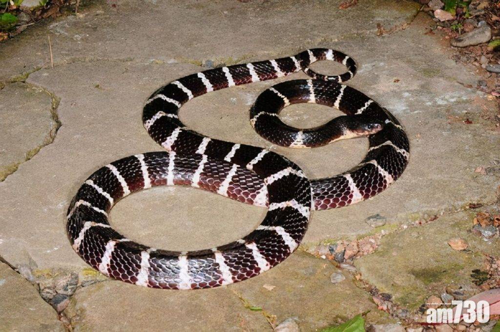  雲南發現新劇毒蛇 命名「素貞環蛇」