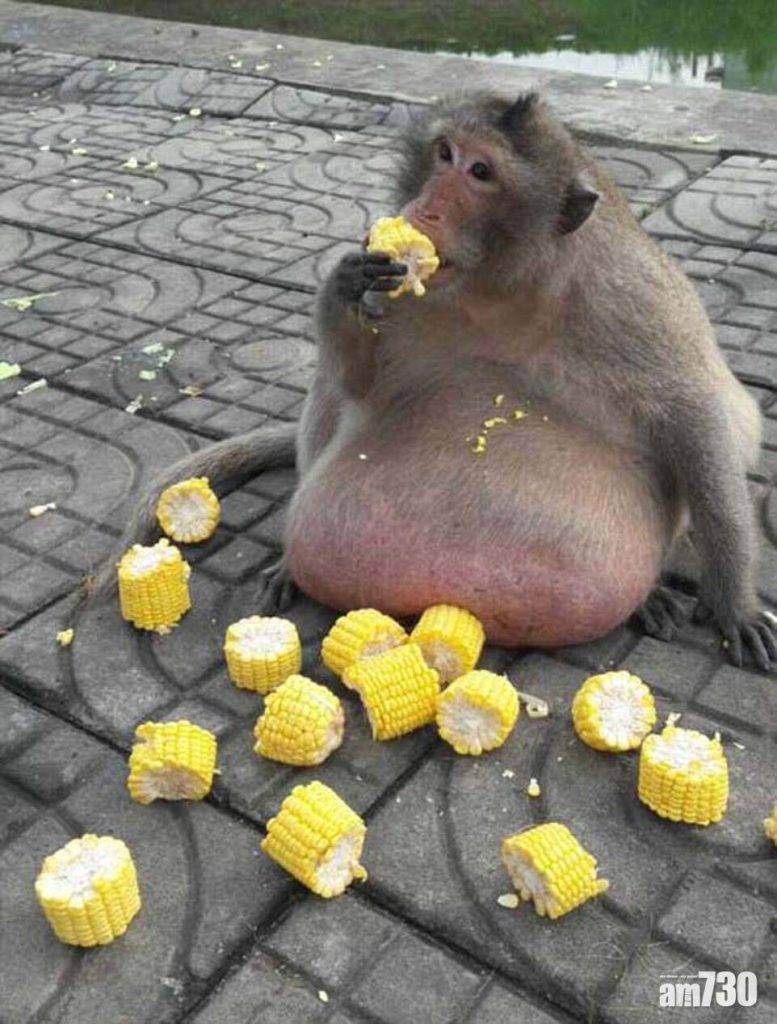  愛你等於害傷｜途人常餵食  泰國猴子嚴重癡肥肚腩墜地