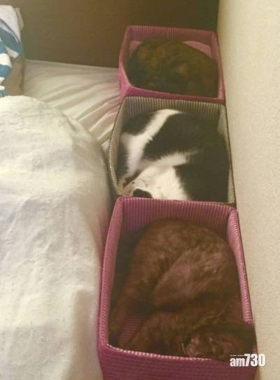  網上熱話｜床上放箱子免貓咪無限制佔床舖   網民︰關係似遠還近