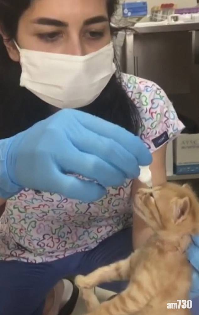  好媽媽｜母貓叼著貓仔往醫院 救助醫生治眼疾(有片)