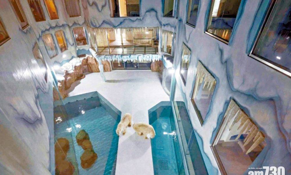 「北極熊24小時陪伴左右」作賣點 全球首家哈爾濱北極熊酒店開幕