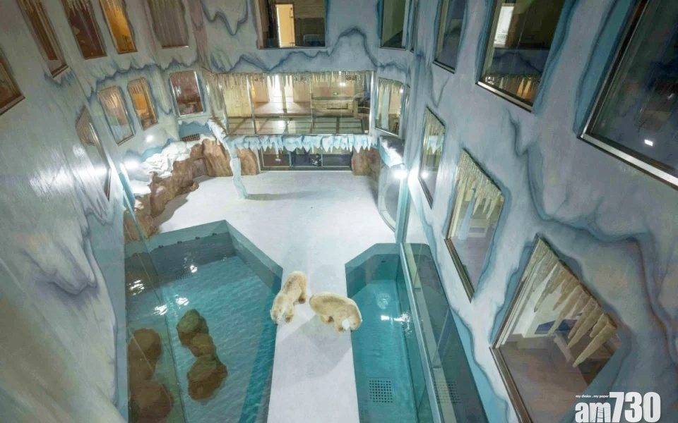  以「北極熊24小時陪伴」為賣點 黑龍江新酒店惹抨擊