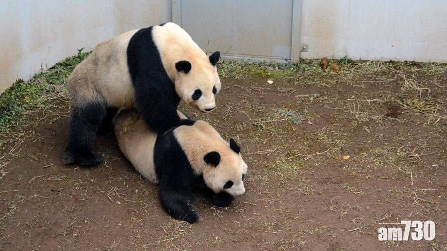  (有片)日本動物園大熊貓4年來首成功自然交配 園方公開親密互動片