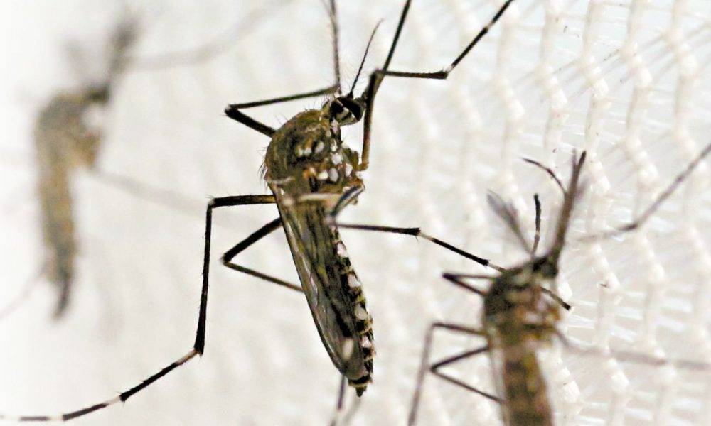  以蚊治蚊 美民眾怒斥如「恐襲」 10億隻「基因蚊」開始釋出