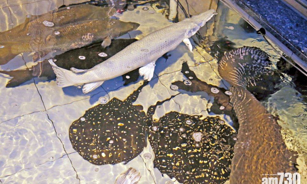  審計報告查漁護署管制瀕危物種 七成調查檢控逾年未完成