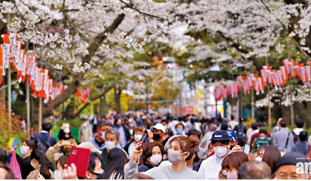  氣候暖化 日本多地櫻花提早盛放 京都逾千二年來最早滿開