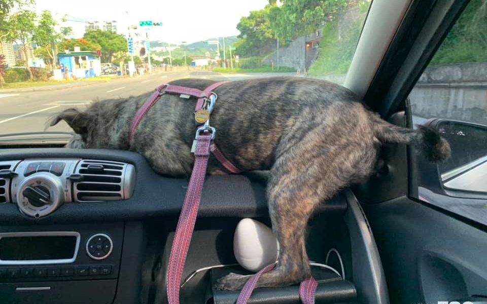  網上熱話｜小狗堅持坐車「頭上頭」 網友：其實在導航