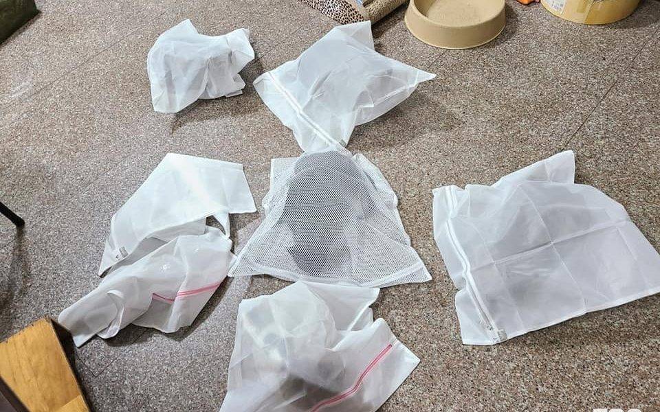  台網友分享家貓地震洗衣袋「打包」法 打開拉鏈也不願走