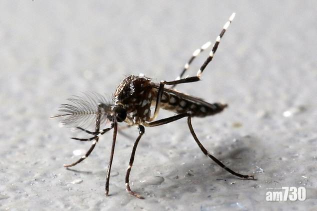  以蚊治蚊｜10億隻「基因蚊」開始釋出 美民眾怒斥如「恐襲」