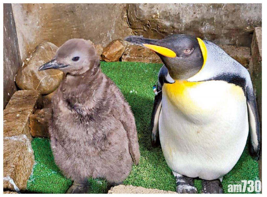  添新成員 24企鵝B 11月相繼破殼而出  港產川金絲猴寶成3月壽星