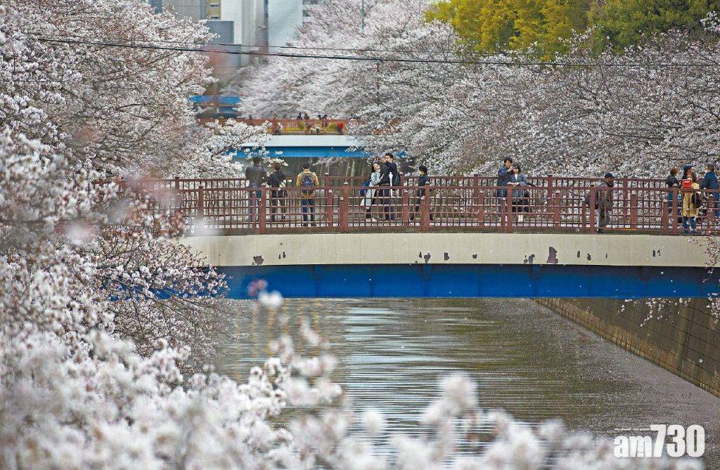  氣候暖化 日本多地櫻花提早盛放 京都逾千二年來最早滿開
