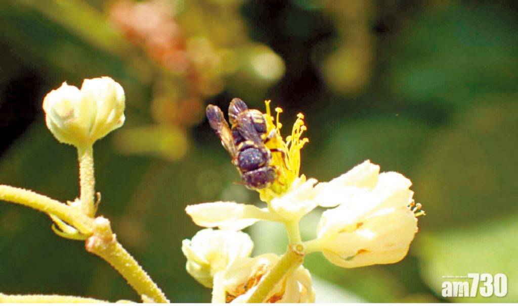  不容忽視 蒐大嶼山逾萬昆蟲紀錄 全球首現新種飛蛾