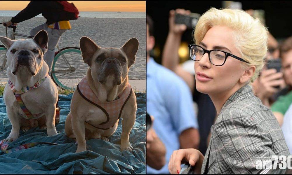  Lady Gaga兩愛犬被搶 警方拘捕5人