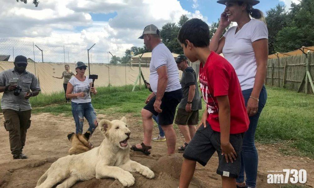  南非擬禁飼養與繁殖獅子作「戰利品打獵」 但續准合法野生狩獵