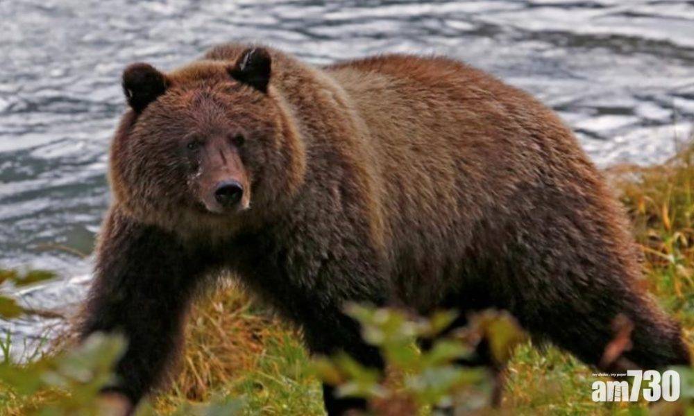  10秒突襲｜阿拉斯加六旬漢遭300磅棕熊直撲咬面險死