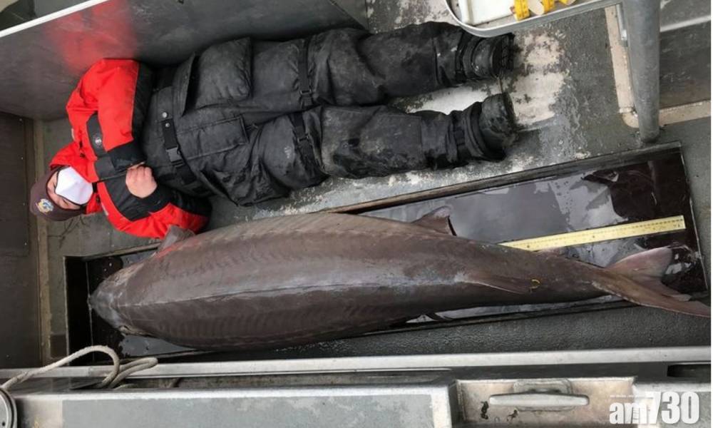  美國專家發現2米大鱘魚 估計存活逾百年