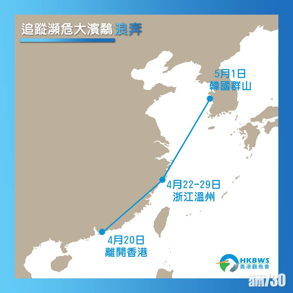  觀鳥會追蹤兩瀕危大濱鷸命名「浪奔」「浪流」 經過中國沿海飛到韓國朝鮮