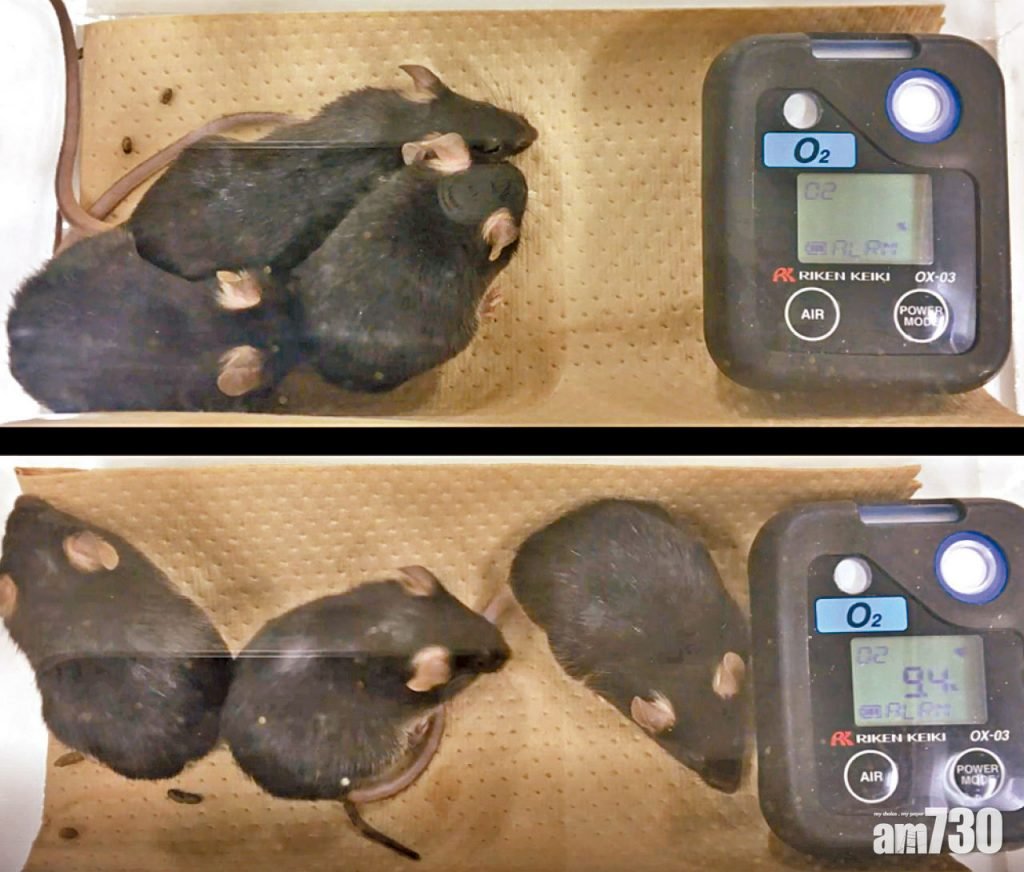 嚴重缺氧行得返 皮膚迅回紅潤 日專家研發「靠腸臟呼吸」