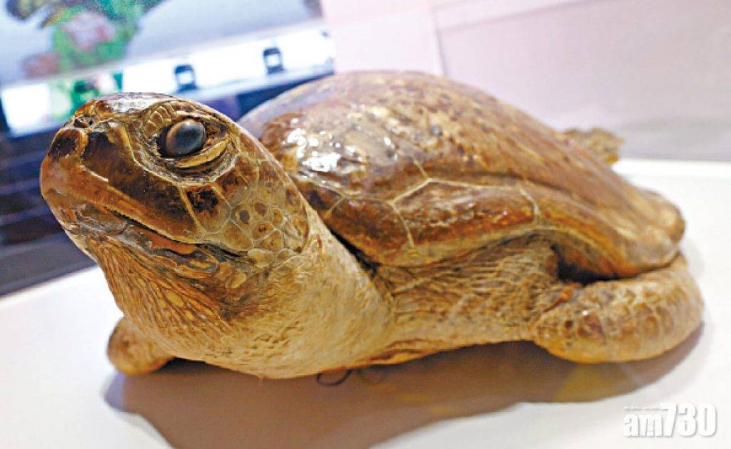  愛護環境 海洋公園辦本地瀕危動物保育日 全港不足百隻 眼斑水龜首現身