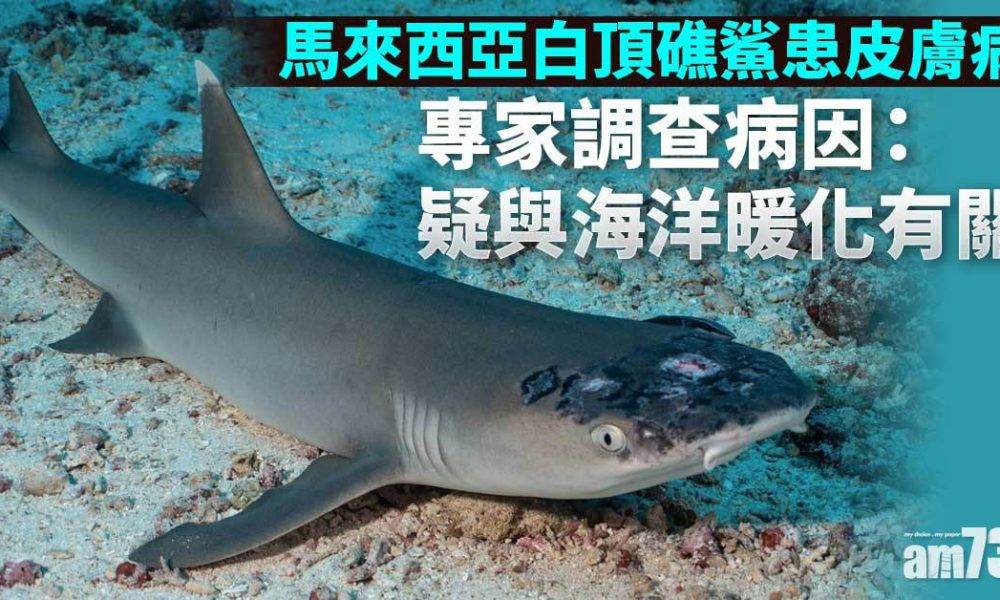  救救地球｜馬來西亞白頂礁鯊患皮膚病 專家調查病因：疑與海洋暖化有關