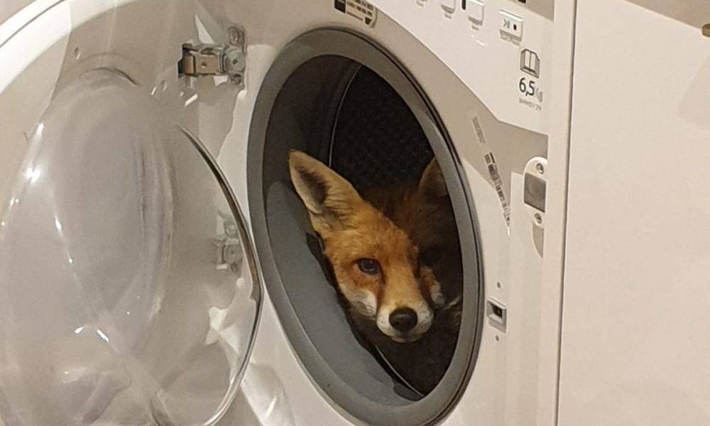  頑皮狐狸溜進屋當不速之客 強佔洗衣機不肯走