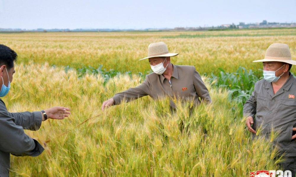  北韓缺糧｜未獲配給逾兩月 傳平壤民眾吃草「送飯」充飢