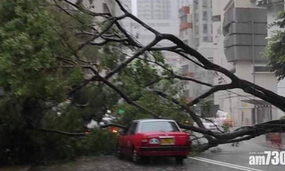  黃雨下香港仔塌13米大樹 壓毀兩途經的士幸沒人傷