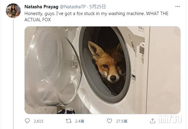 頑皮狐狸溜進屋當不速之客 強佔洗衣機不肯走 